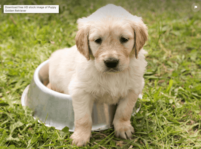 Raised Pet Bowl