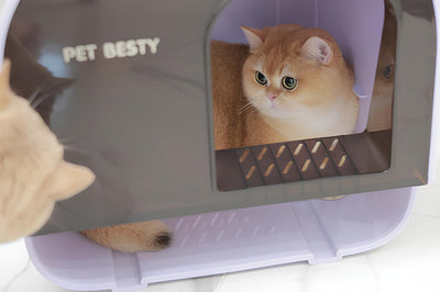 Unveil the Mystery: Is an Enclosed Cat Litter Box the Right Choice for Your Feline Companion?