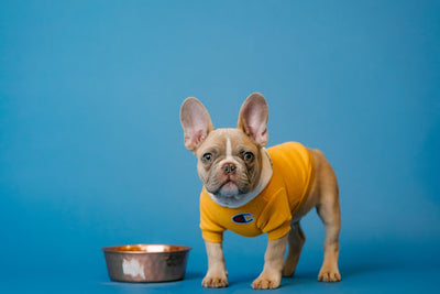 The Ultimate Guide to Pet Nutrition: Tips for Keeping Your Furry Friend Healthy and Happy