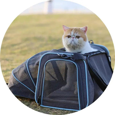 Cat Travel Accessories