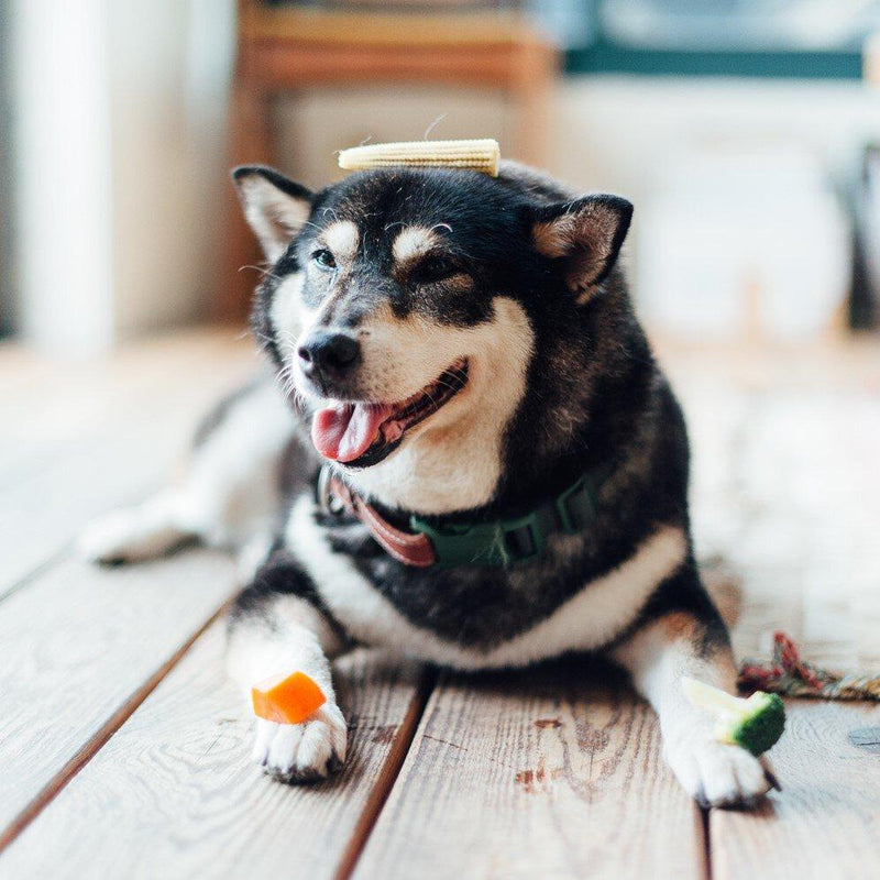 Explore| Pet Collar Green
