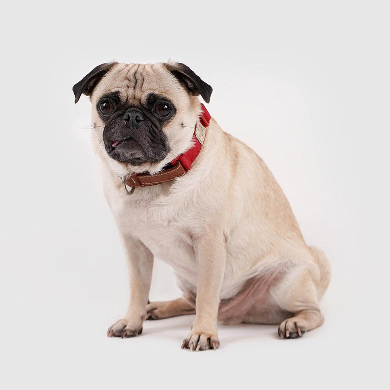 Explore| Pet Collar Red