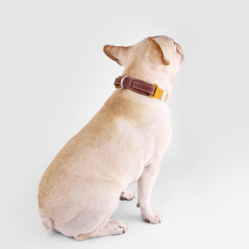 Explore| Pet Collar Yellow