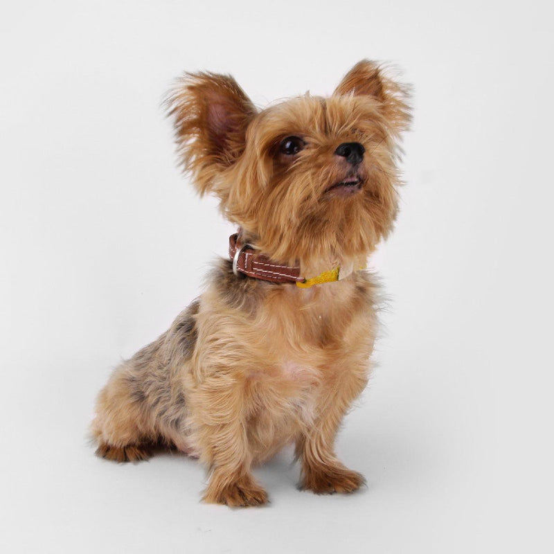 Explore| Pet Collar Yellow