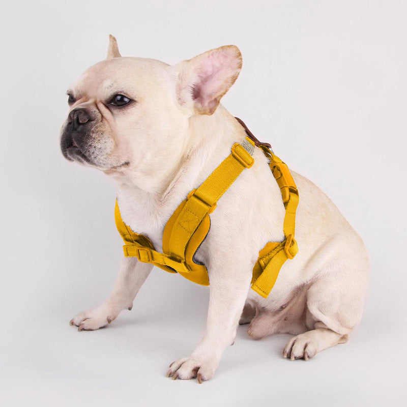 Explore| Adjustable Harness Yellow