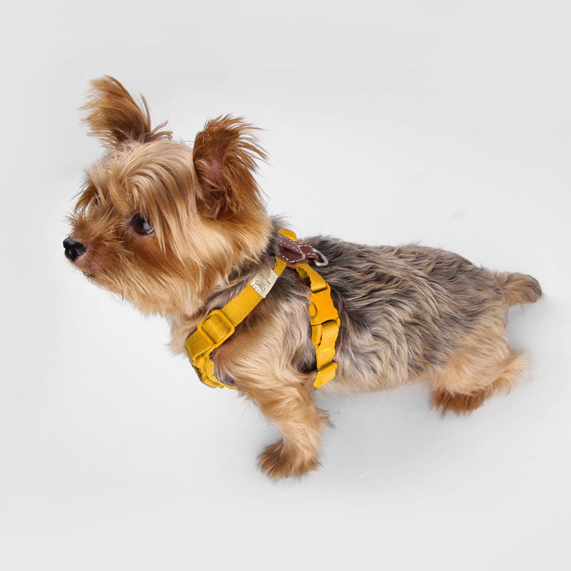 Explore| Adjustable Harness Yellow