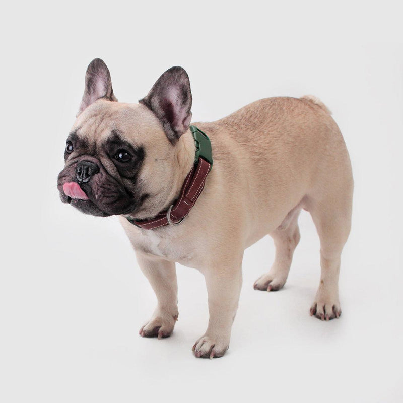 Explore| Pet Collar Green