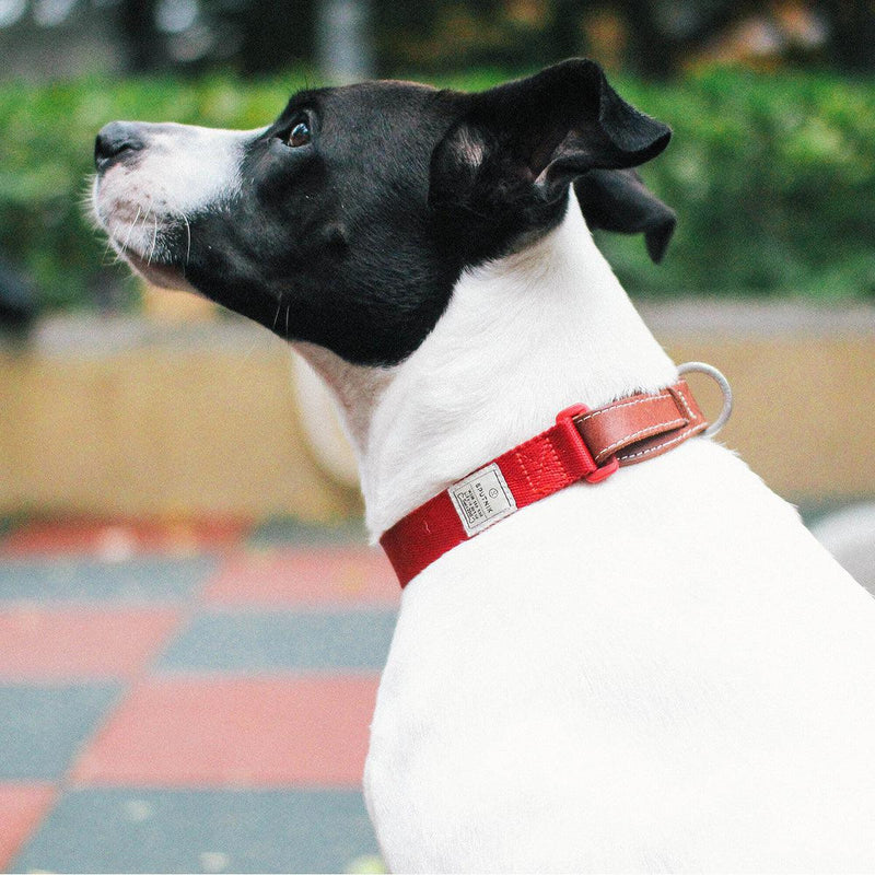 Explore| Pet Collar Red